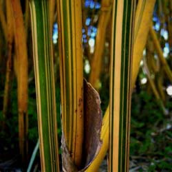 bambusa multiplex alphonse karr